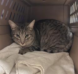 Shelter Stray Unknown Cat last seen LODESTONE CIR / EMERALD OAK DR, 9150 Union Park Way, Elk Grove, CA 95624, USA