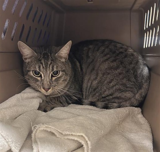 Shelter Stray Unknown Cat last seen LODESTONE CIR / EMERALD OAK DR, 9150 Union Park Way, Elk Grove, CA 95624, USA