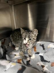 Shelter Stray Male Cat last seen WESTWOOD DR/WOODSIDE, 11232 B Ave, Auburn, CA 95603, USA