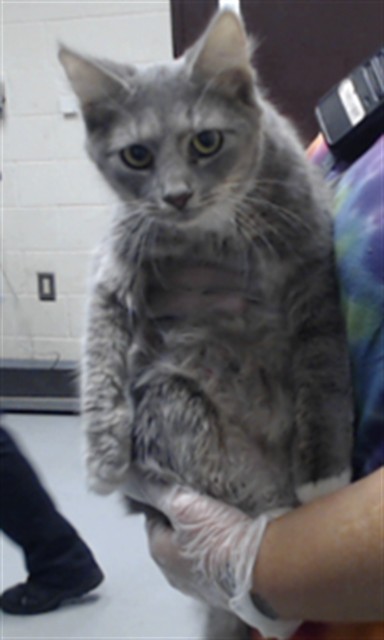 Shelter Stray Female Cat last seen Near BLOCK CEDAR CREEK RD, FAYETTEVILLE NC 28312, 4704 Corporation Dr, Fayetteville, NC 28306, USA