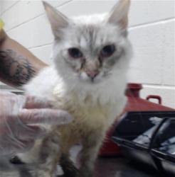 Shelter Stray Female Cat last seen Near BLOCK APPLEWHITE RD, FAYETTEVILLE NC 28304, 4704 Corporation Dr, Fayetteville, NC 28306, USA