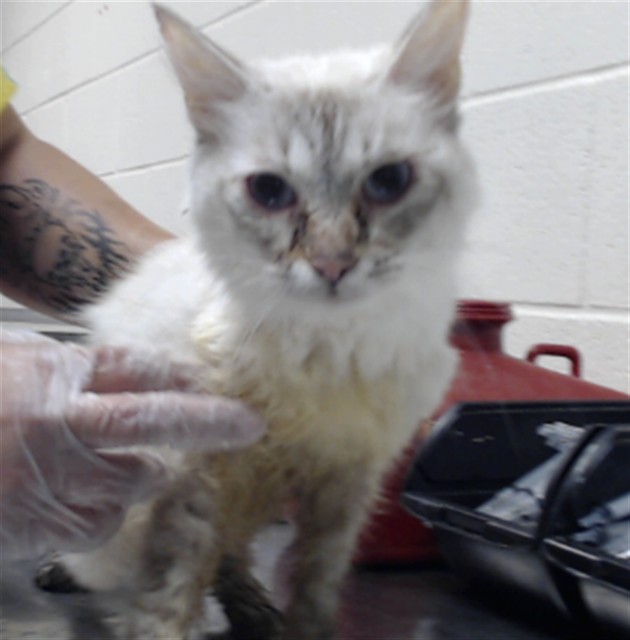 Shelter Stray Female Cat last seen Near BLOCK APPLEWHITE RD, FAYETTEVILLE NC 28304, 4704 Corporation Dr, Fayetteville, NC 28306, USA