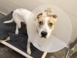 Shelter Stray Male Dog last seen Near BLOCK E HAZELTINE WAY, 5501 E Van Buren St, Phoenix, AZ 85008, USA