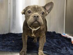 Shelter Stray Female Dog last seen 5TH ST & BROADWAY, 5501 E Van Buren St, Phoenix, AZ 85008, USA