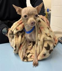 Shelter Stray Female Dog last seen HIBBERT AND 1ST ST, 1920 S Lewis, Mesa, AZ 85210, USA