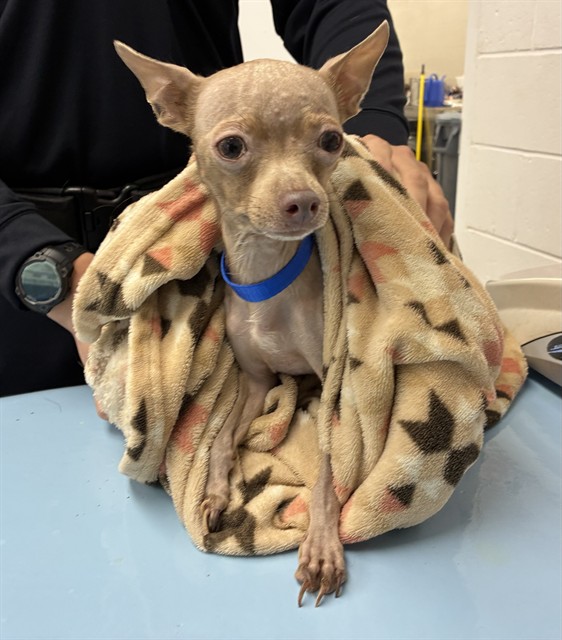 Shelter Stray Female Dog last seen HIBBERT AND 1ST ST, 1920 S Lewis, Mesa, AZ 85210, USA