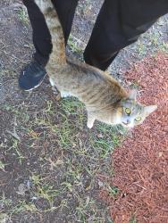 Found/Stray Unknown Cat last seen Denman loop, Lake Carolina, SC 29229
