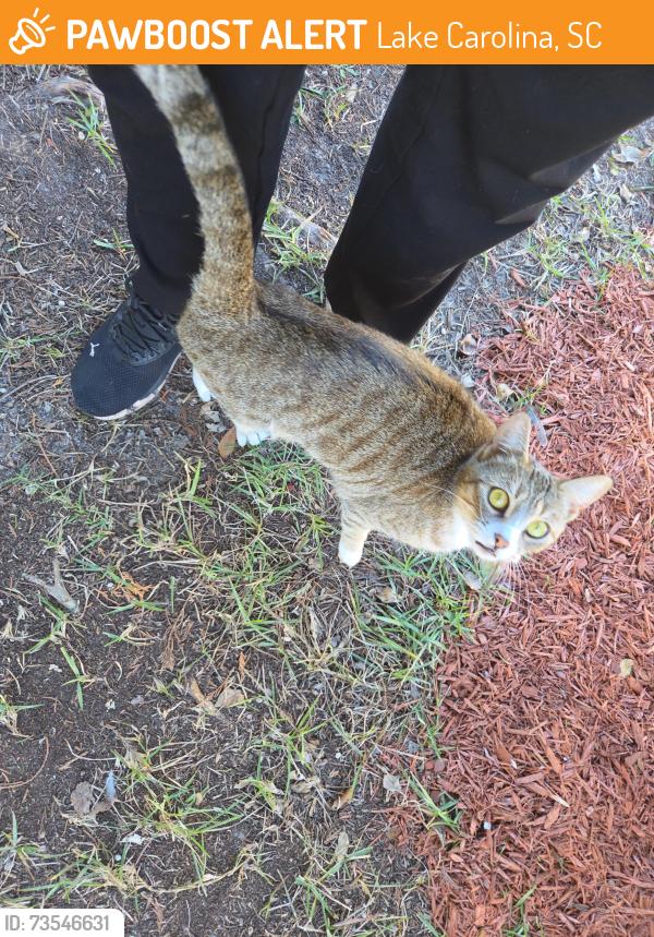 Found/Stray Unknown Cat last seen Denman loop, Lake Carolina, SC 29229