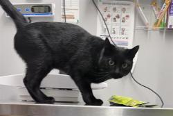Shelter Stray Male Cat last seen Near BLOCK 316TH AVE SE, RAVENSDALE WA 98051, 21615 64th Ave S, Kent, WA 98032, USA