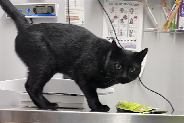Shelter Stray Male Cat last seen Near BLOCK 316TH AVE SE, RAVENSDALE WA 98051, 21615 64th Ave S, Kent, WA 98032, USA