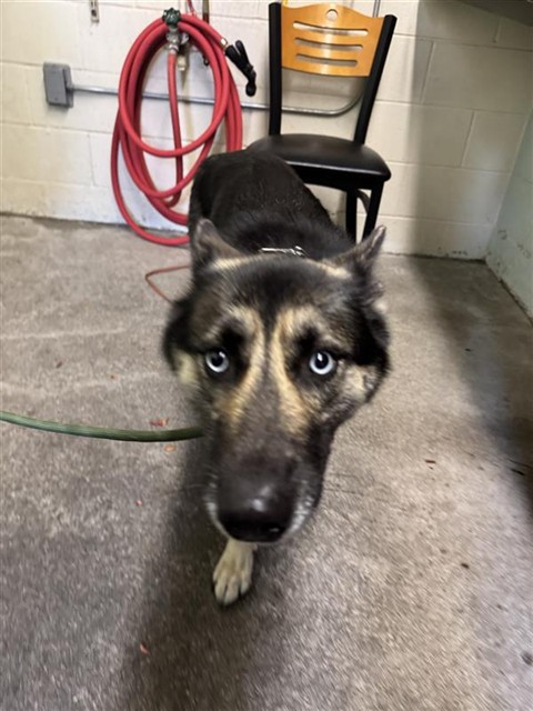 Shelter Stray Female Dog last seen ARDEN WAY & CHALLENGE WAY, 2127 Front St, Sacramento, CA 95818, USA