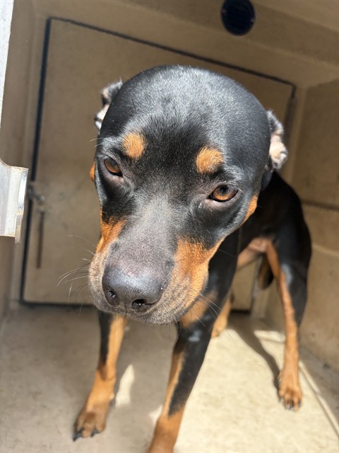 Shelter Stray Female Dog last seen Near BLOCK NW 28TH ST, OKLAHOMA CITY OK 73107, 2811 SE 29th St, Oklahoma City, OK 73129, USA