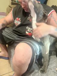 Reunited Male Dog last seen Lillian hwy and horn st, Pensacola, FL 32506