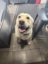 Reunited Male Dog last seen Maltby park, Snohomish, WA 98296