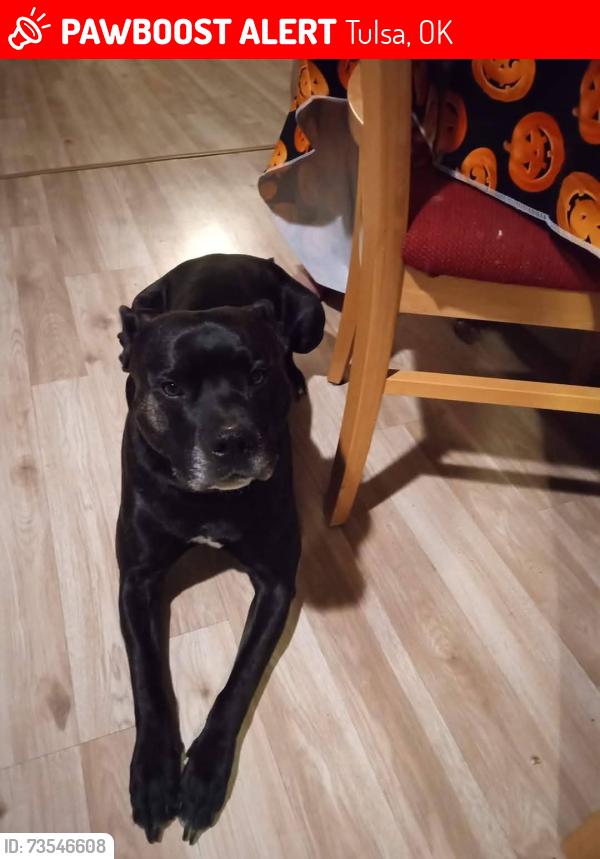 Lost Male Dog last seen 63rd and 69th, Tulsa, OK 74131