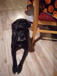 Lost Male Dog last seen 63rd and 69th, Tulsa, OK 74131
