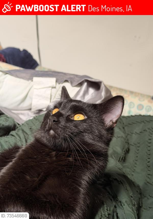 Lost Male Cat last seen Mcrae park, Des Moines, IA 50315