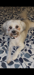 Lost Female Dog last seen Summerland Ct and Water Tank Road, Pelion, SC 29123