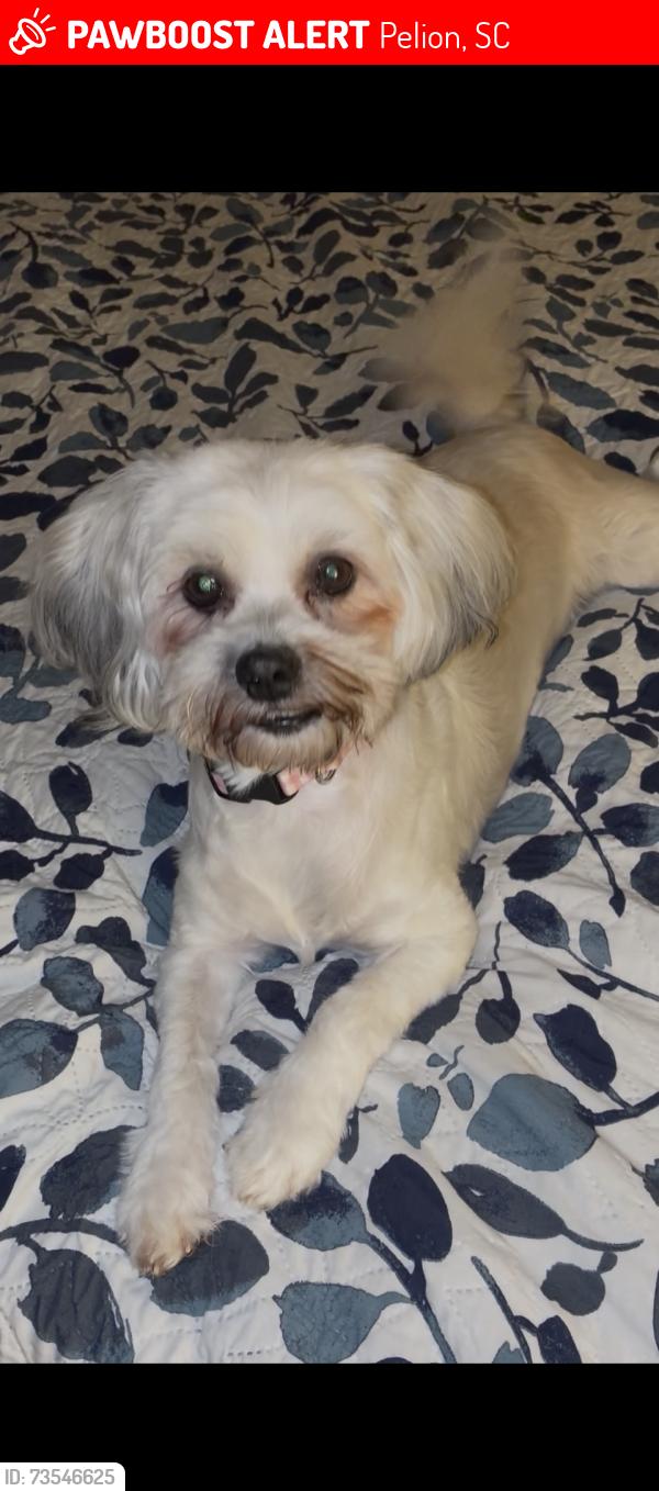 Lost Female Dog last seen Summerland Ct and Water Tank Road, Pelion, SC 29123