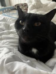 Reunited Female Cat last seen 1387/Black Champ, Waxahachie, TX 75167