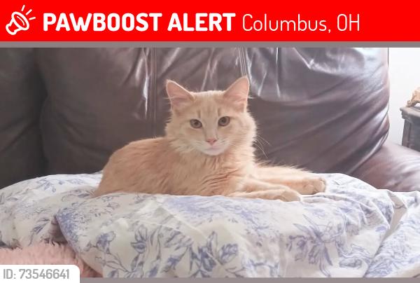 Lost Male Cat last seen Cooper road, Columbus, OH 43231