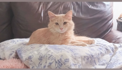 Lost Male Cat last seen Cooper road, Columbus, OH 43231