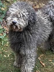 Found/Stray Male Dog last seen Kane & Division, Gresham, OR 97030