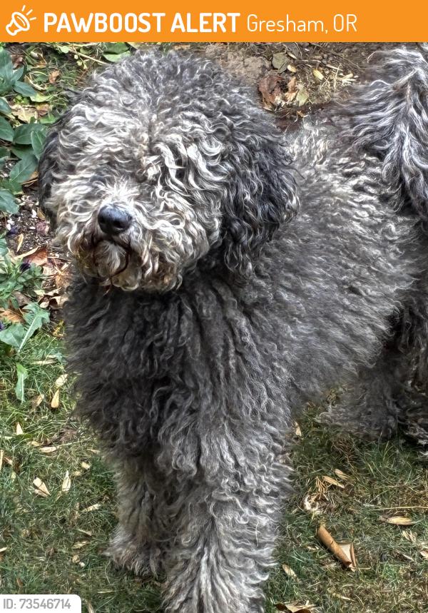 Found/Stray Male Dog last seen Kane & Division, Gresham, OR 97030
