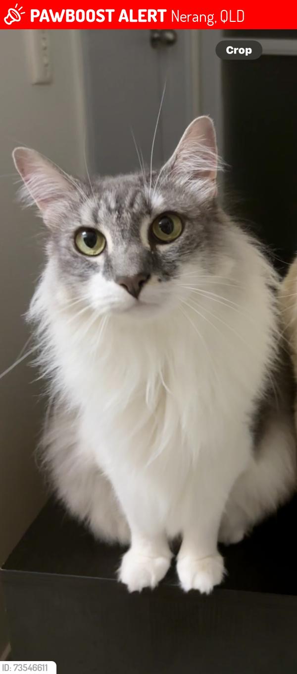 Lost Male Cat last seen Fountain View Complex, Nerang, QLD 4211