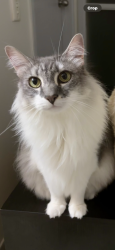 Lost Male Cat last seen Fountain View Complex, Nerang, QLD 4211
