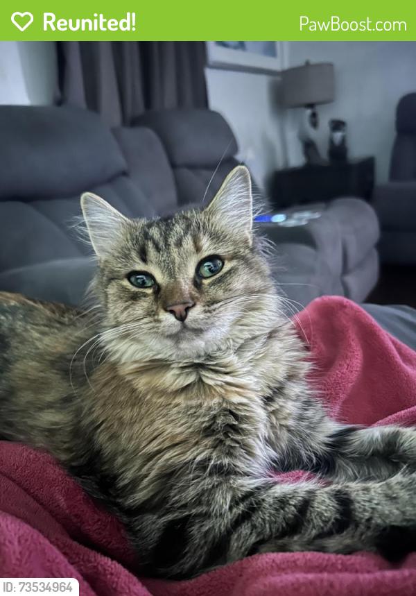 Reunited Female Cat last seen Jefferson, Woodlyn, PA 19094