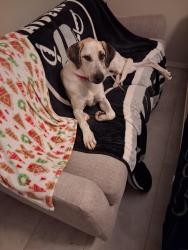 Lost Male Dog last seen 127th ave. And Cactus, El Mirage, AZ 85335