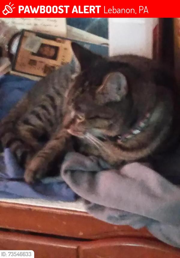 Lost Female Cat last seen Esther Drive and Warren Drive, Avon area of South Lebanon twp, Lebanon, PA, Lebanon, PA 17042