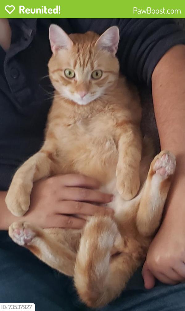 Reunited Male Cat last seen Orchard & Vine St., Wildomar, CA 92595