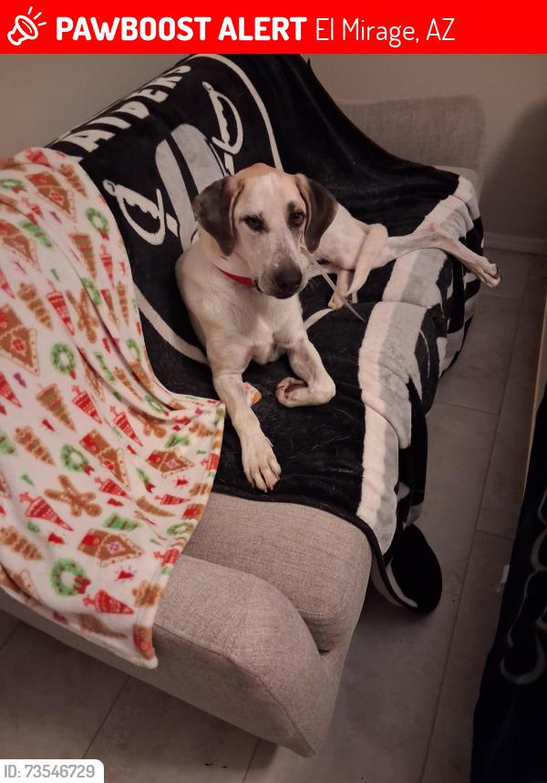 Lost Male Dog last seen 127th ave. And Cactus, El Mirage, AZ 85335