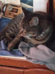 Lost Female Cat last seen Esther Drive and Warren Drive, Avon area of South Lebanon twp, Lebanon, PA, Lebanon, PA 17042