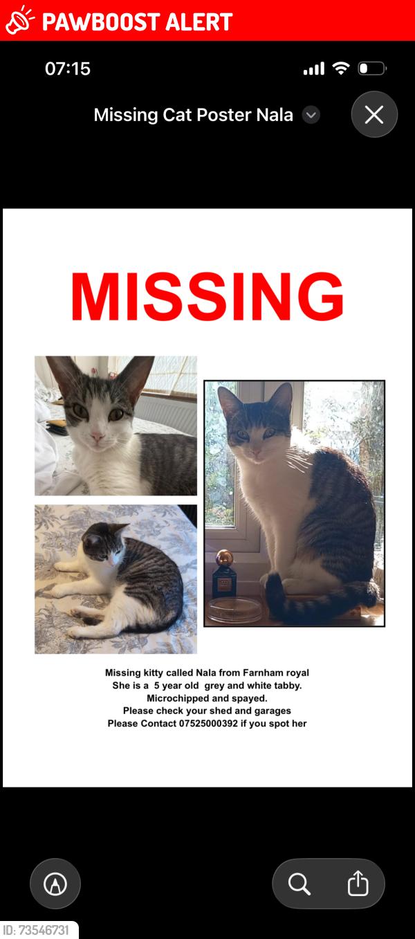 Lost Female Cat last seen Farnham Royal pump, Farnham Royal, England 