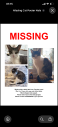 Lost Female Cat last seen Farnham Royal pump, Farnham Royal, England 