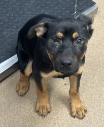 Shelter Stray Female Dog last seen Near WALLINGFORD DRIVE Decatur, 30032, 30032, GA, 3280 Chamblee Dunwoody Rd, Chamblee, GA 30341, USA