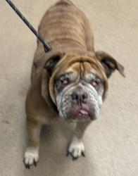 Shelter Stray Female Dog last seen Near Klondike Rd Lithonia GA, 30038, GA, 3280 Chamblee Dunwoody Rd, Chamblee, GA 30341, USA