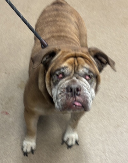 Shelter Stray Female Dog last seen Near Klondike Rd Lithonia GA, 30038, GA, 3280 Chamblee Dunwoody Rd, Chamblee, GA 30341, USA