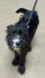Shelter Stray Female Dog last seen Near valencia rd decatur ga 30032, 30032, GA, 3280 Chamblee Dunwoody Rd, Chamblee, GA 30341, USA