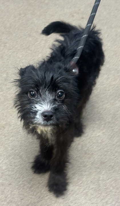 Shelter Stray Female Dog last seen Near valencia rd decatur ga 30032, 30032, GA, 3280 Chamblee Dunwoody Rd, Chamblee, GA 30341, USA