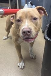 Shelter Stray Male Dog last seen , , GA, 3280 Chamblee Dunwoody Rd, Chamblee, GA 30341, USA