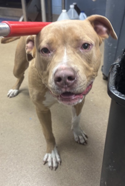 Shelter Stray Male Dog last seen , , GA, 3280 Chamblee Dunwoody Rd, Chamblee, GA 30341, USA
