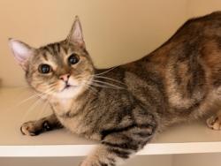 Shelter Stray Female Cat last seen Near Lawrenceville Hwy 124 Tucker, 30084, 30084, GA, 3280 Chamblee Dunwoody Rd, Chamblee, GA 30341, USA
