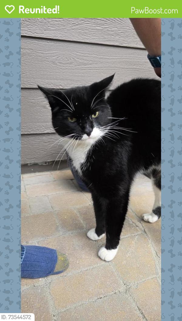Reunited Male Cat last seen Windsor Way and Highlands Ranch parkway, Highlands Ranch, CO 80126