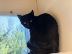 Shelter Stray Female Cat last seen Near Clanton Terrace, 30034, GA, 3280 Chamblee Dunwoody Rd, Chamblee, GA 30341, USA