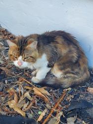 Found/Stray Female Cat last seen 85th st and Euclid, Kansas City, MO 64132
