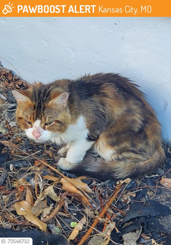 Found/Stray Female Cat last seen 85th st and Euclid, Kansas City, MO 64132